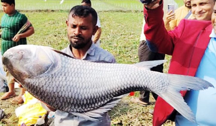 বিনিরাইল মাছের মেলায় একদিনে কোটি টাকার লেনদেন