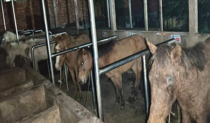 গাজীপুরে জবাইয়ের জন্য রাখা ৫টি ঘোড়া উদ্ধার