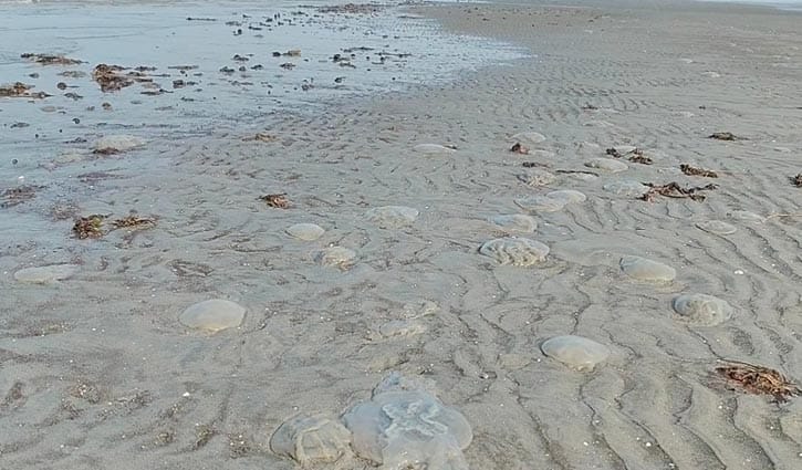 মৃত জেলিফিশে সয়লাব কুয়াকাটা সৈকত