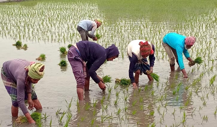 নড়াইলে বেড়েছে বোরো ধানের চাষ