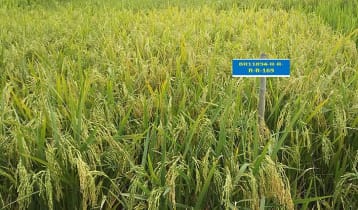 শস্য ভাণ্ডারে যুক্ত হলো দুই হাইব্রিডসহ ছয় ধানের নতুন জাত