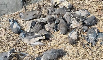 বেনাপোল কার্গো ইয়ার্ডে বৈদ্যুতিক শকে অসংখ্য পাখির মৃত্যু 