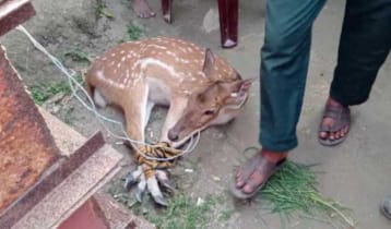 বাগেরহাটে লোকালয়ে চিত্রা হরিণ, পরে অবমুক্ত