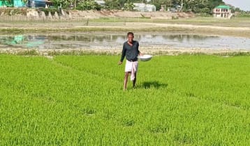 ব্যাংক ঋণ না পেয়ে মহাজনে ঝুঁকছেন হাওরের ভূমিহীন চাষিরা