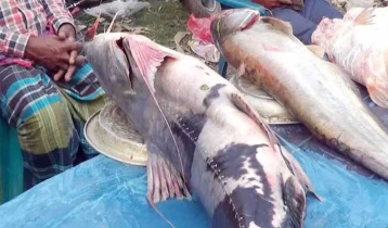 পইল মাছের মেলায় ১ বাঘাইড়ের দাম আড়াই লাখ টাকা