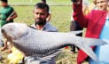 বিনিরাইল মাছের মেলায় একদিনে কোটি টাকার লেনদেন