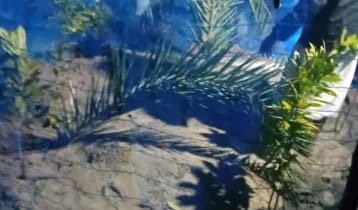 সাদ্দামের স্ত্রী-সন্তানকে পাশাপাশি দাফন 