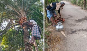 রায়পুরে বিলুপ্তির পথে খেজুর গাছ