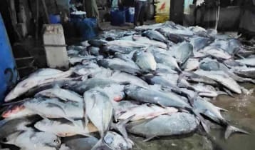 ধরা পড়লো ১১২ মণ নাগু মাছ, দাম উঠল কতো 