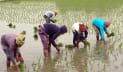 নড়াইলে বেড়েছে বোরো ধানের চাষ