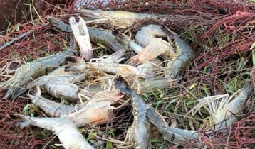 বাগেরহাটে বাগদা চিংড়ি হুমকির মুখে, কমছে উৎপাদন