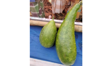 এক জোড়া লাউ ১৮ হাজার টাকায় বিক্রি! 