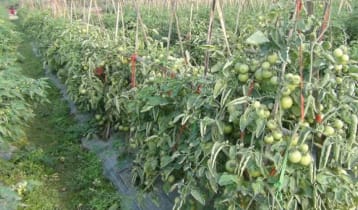 শিয়াল মারার ফাঁদে প্রাণ গেল ২ জনের 