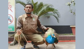 কুড়িগ্রামে বিরল প্রজাতির ময়ূর উদ্ধার