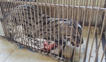 সড়কের পাশে আহত অবস্থায় পড়ে ছিল গন্ধগোকুল