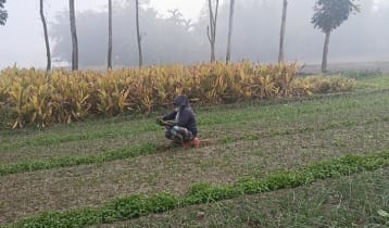 পঞ্চগড়ে তাপমাত্রা নেমেছে ৬ ডিগ্রির ঘরে