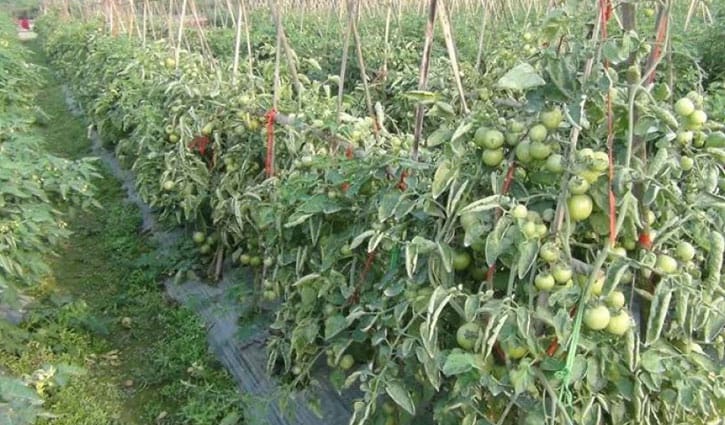 শিয়াল মারার ফাঁদে প্রাণ গেল ২ জনের 