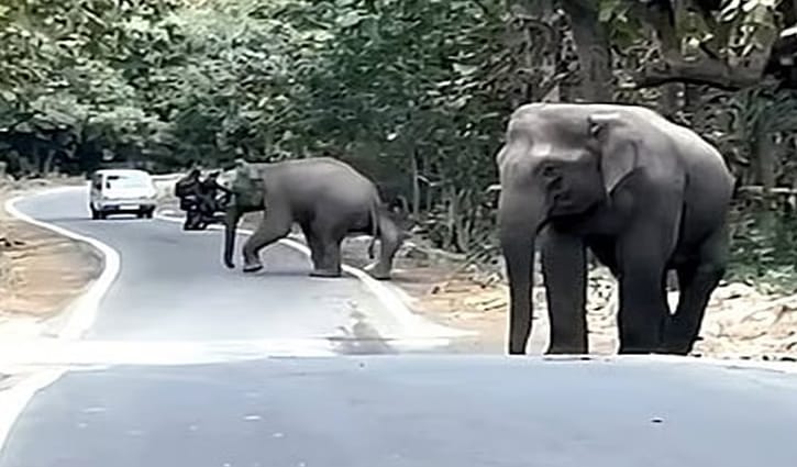 আহত হাতির প্রতি অন্য হাতির দায়িত্ববোধ
