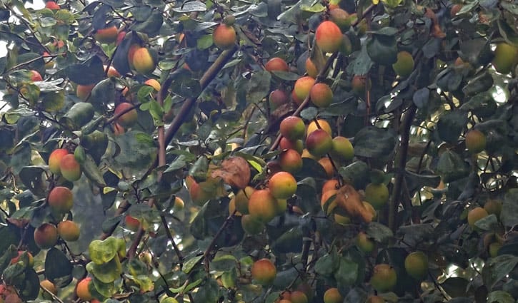 সাতক্ষীরায় কুলের বাম্পার ফলন, ১৬০ কোটি টাকার বাণিজ্যের আশা