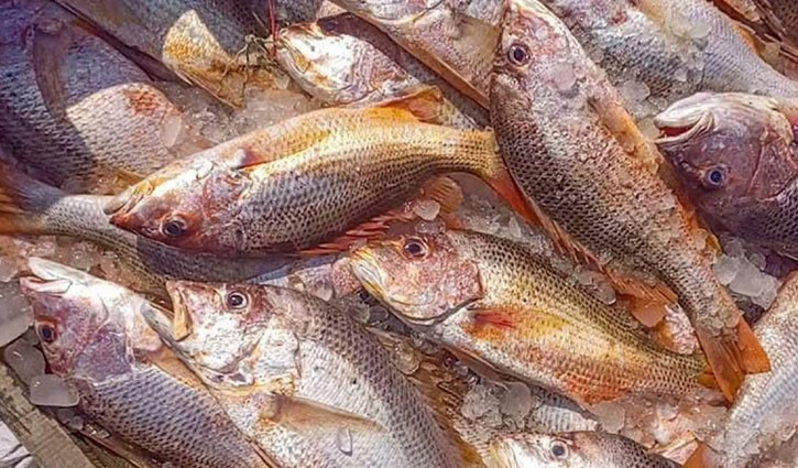 সেন্ট মার্টিনে জেলের জালে ধরা পড়ল ৬৮৭ লাল কোরাল, ১০ লাখে বিক্রি