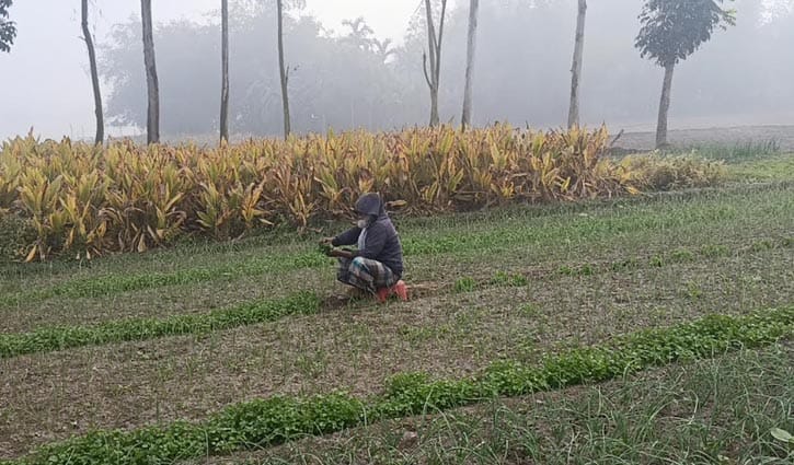 পঞ্চগড়ে তাপমাত্রা নেমেছে ৬ ডিগ্রির ঘরে