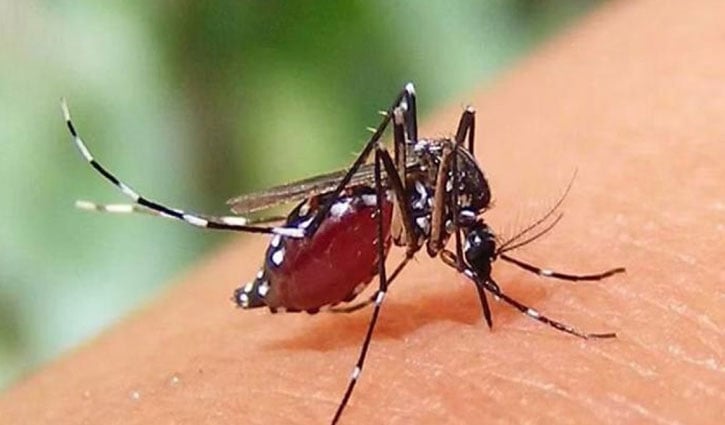 ডেঙ্গুতে আক্রান্ত ৯৮ জন হাসপাতালে ভর্তি