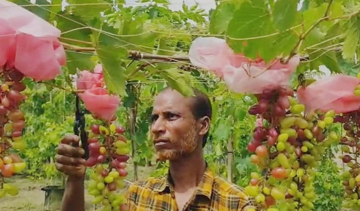 ট্রাক ড্রাইভার থেকে আঙুরচাষী, দৃষ্টান্ত গড়লেন হেলাল