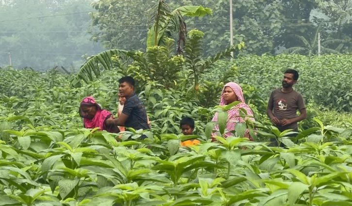 গাংনী সীমান্ত দিয়ে বিএসএফের পুশইন চেষ্টা