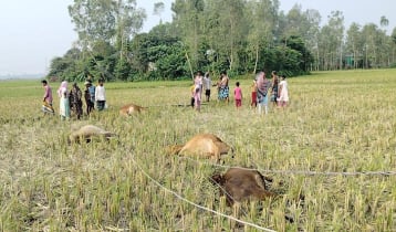 কালিহাতীতে বিদ্যুৎস্পৃষ্টে ৫ গরুর মৃত্যু