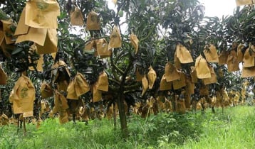 নওগাঁয় ফ্রুট ব্যাগের সংকট, বিপাকে আম চাষি