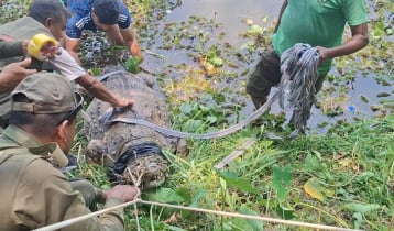 সরিয়ে নেওয়া হলো খানজাহান আলী মাজার সংলগ্ন দীঘির একমাত্র কুমির