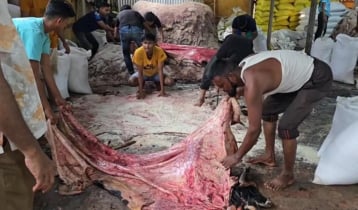 সাভার ট্যানারিতে ৭ দিনে ঢুকেছে ৬ লাখ ৪০ হাজার চামড়া