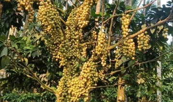 সুপারি বাগানে সাথি ফসল হিসেবে লটকন চাষ, বাম্পার ফলন 