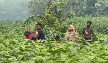 গাংনী সীমান্ত দিয়ে বিএসএফের পুশইন চেষ্টা