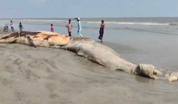 কুয়াকাটা সৈকতে ভেসে এলো বিশালাকৃতির মৃত তিমি