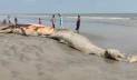 কুয়াকাটা সৈকতে ভেসে এলো বিশালাকৃতির মৃত তিমি