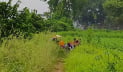কুষ্টিয়া সীমান্তে ১২ জনকে পুশ-ইনের চেষ্টা, বিজিবির বাধা 
