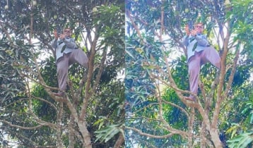 গাছে উঠে অনলাইনে হাজিরা দিলেন প্রধান শিক্ষক