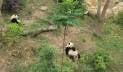 চীনে পান্ডার রাজ্যে একদিন