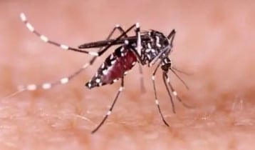 ২৪ ঘণ্টায় ডেঙ্গুতে আক্রান্ত ৮৭ জন