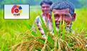 কৃষি খাতে বরাদ্দ  ৪৩ হাজার ৩৩৫ কোটি টাকা