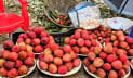 ঠাকুরগাঁওয়ে ব্যতিক্রমী ‘বাটির লিচুর’ বাজার