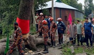 ঝড়ে পড়ে যাওয়ার পর ‌‌‘উঠে দাঁড়ানো’ সেই গাছ কেটে ফেলল প্রশাসন
