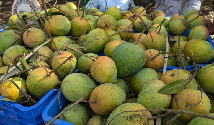 আজ বাজারে আসছে জিআই স্বীকৃত হাঁড়িভাঙা আম