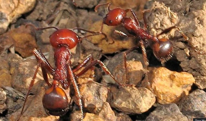 একেকটি পিঁপড়ার দাম ২২০ ডলার