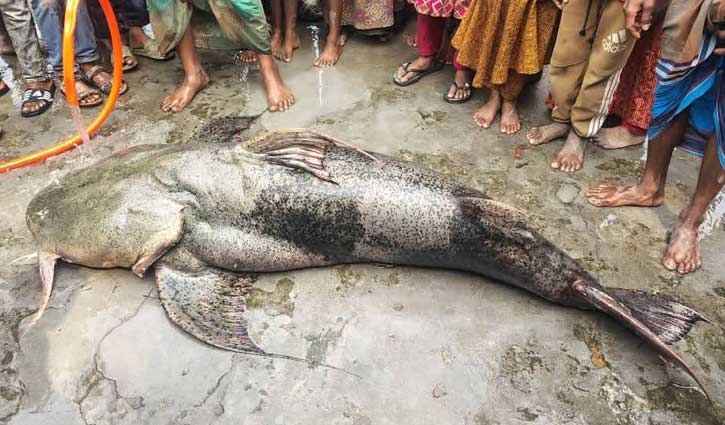 যমুনায় ধরা পড়ল ১০৫ কেজির বাঘাইড়, সোয়া লাখে বিক্রি