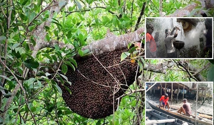সুন্দরবনে মধু আহরণ শুরু ১ এপ্রিল