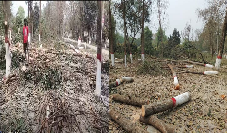 ঈদের নামাজ ঘিরে বেরোবিতে গাছ কাটায় প্রতিবাদ