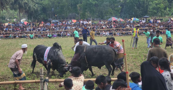 নড়াইলে ঈদ উৎসবে ৩৬ ষাঁড়ের লড়াই
