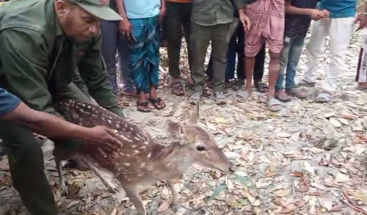লোকালয়ে ঢুকে পড়া চিত্রা হরিণ উদ্ধার, সুন্দরবনে অবমুক্ত